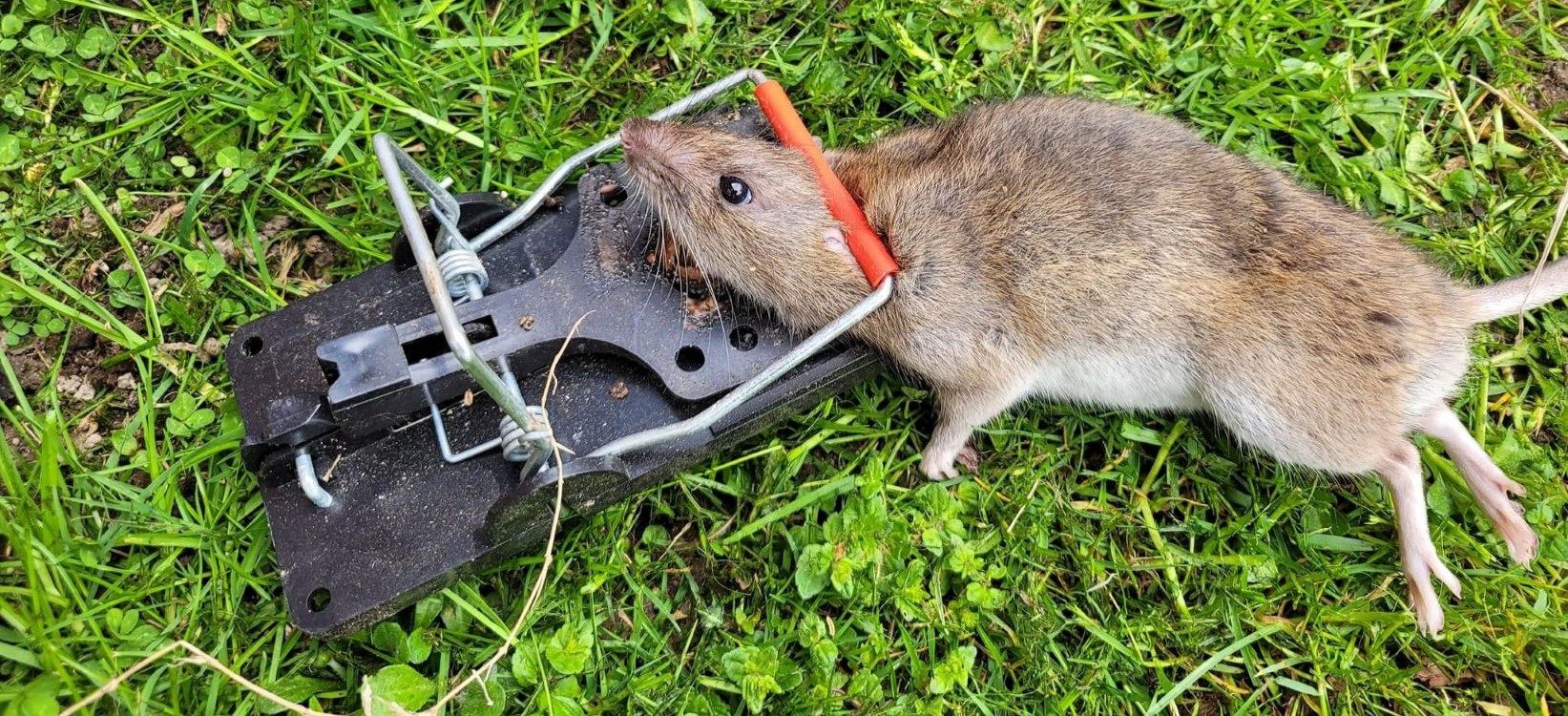 Smækfælde-rotte-nyhed